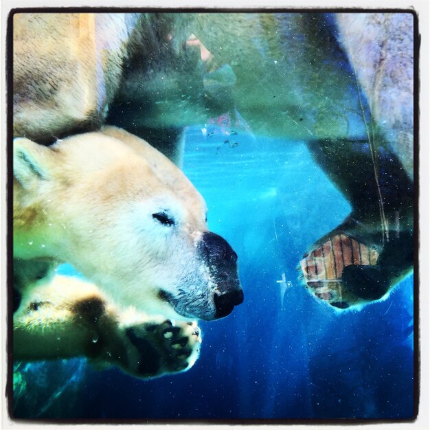 Foto pesci che nuotano in mare