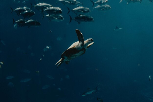 Photo fish swimming in sea