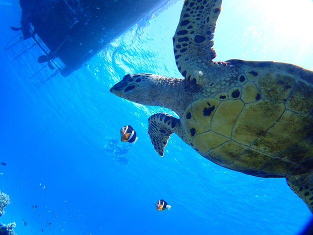 Foto pesci che nuotano in mare