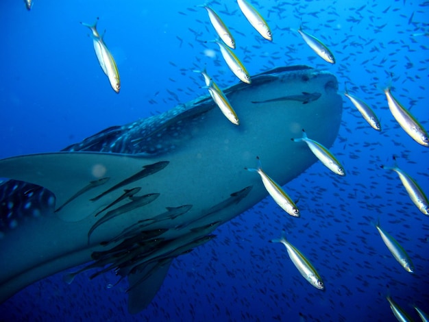 Photo fish swimming in sea