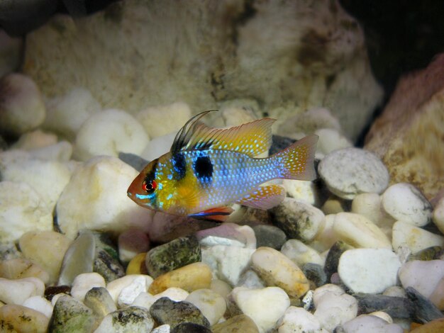 Photo fish swimming in sea