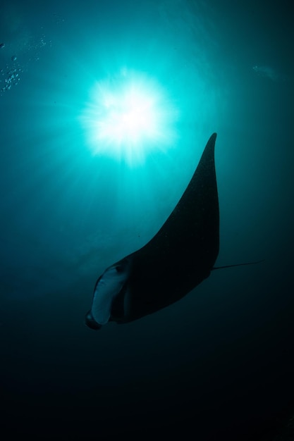 Photo fish swimming in sea