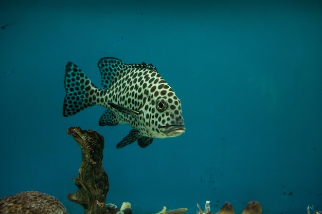 Photo fish swimming in sea