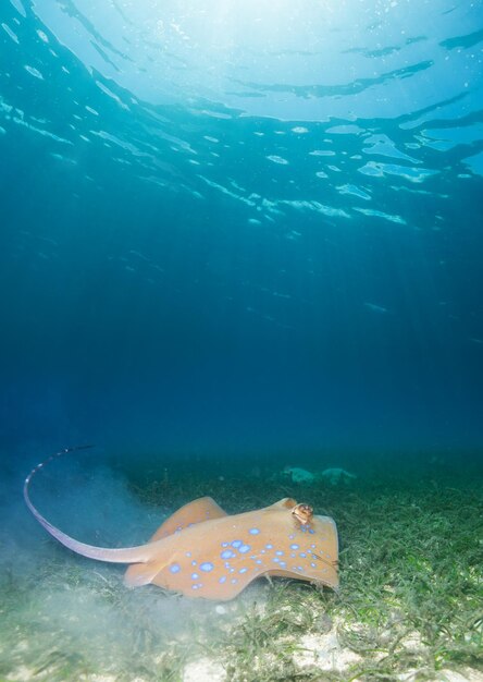 Fish swimming in sea