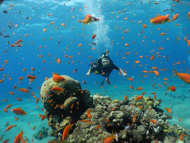 Fish swimming in sea