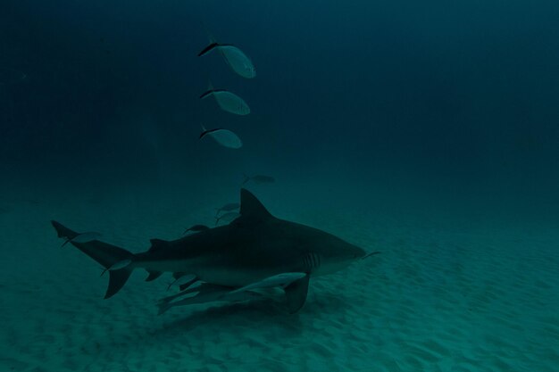 Photo fish swimming in sea