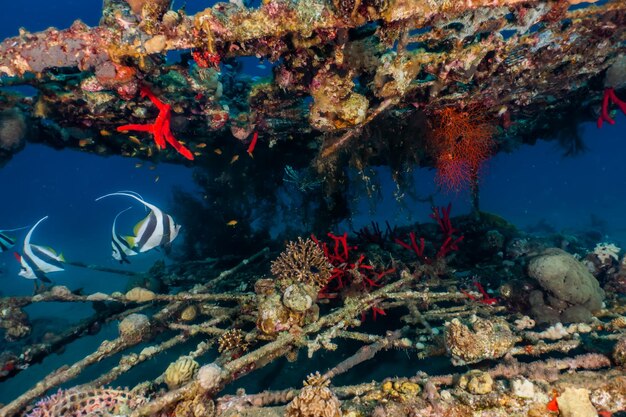 Foto pesci che nuotano in mare