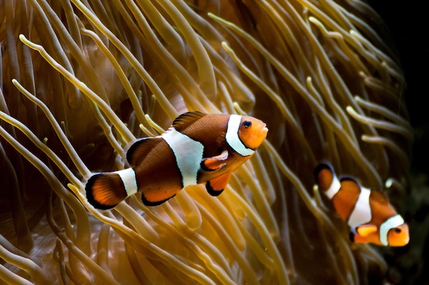 Foto pesci che nuotano in mare