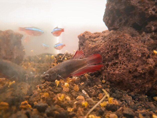 Photo fish swimming in sea