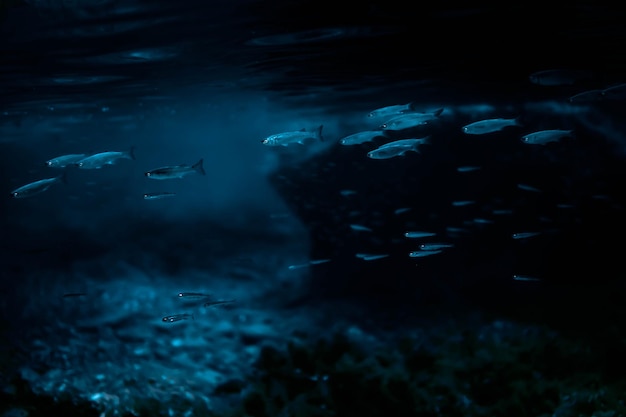 Photo fish swimming in sea