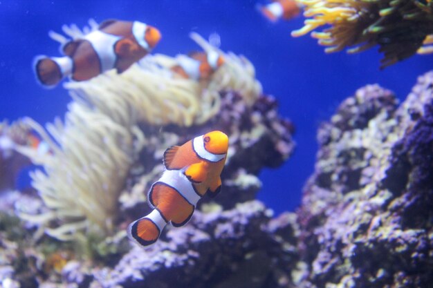 Fish swimming in sea