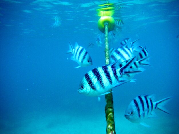 Fish swimming in sea