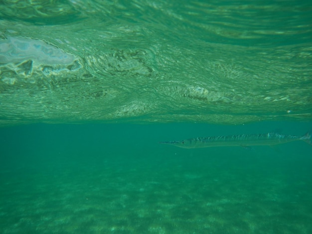 Photo fish swimming in sea