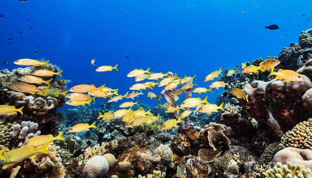 Fish swimming in sea