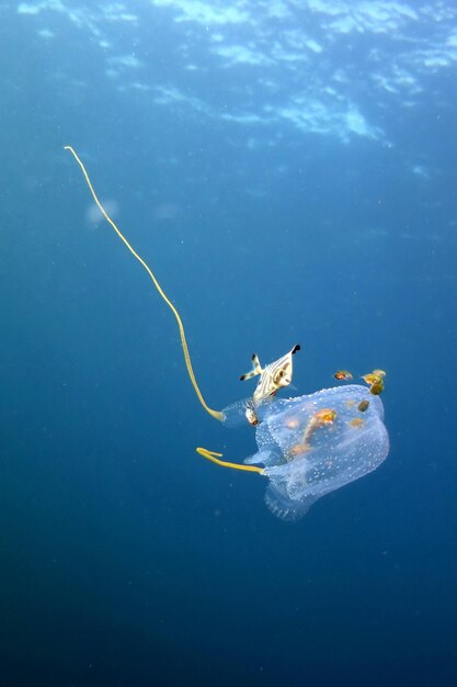 Fish swimming in sea