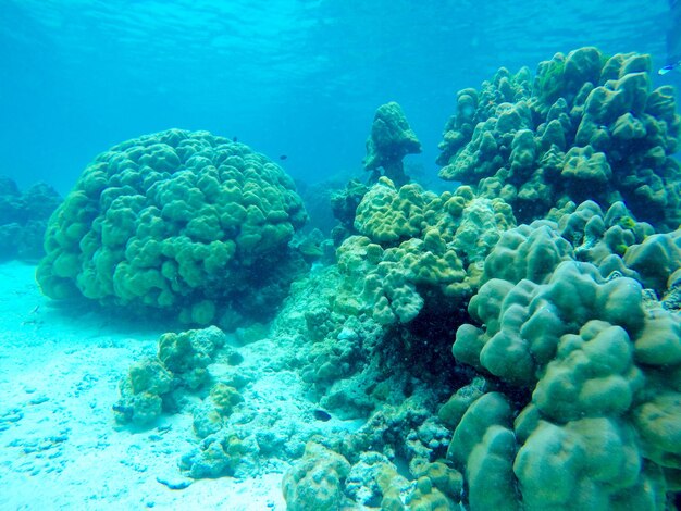 Fish swimming in sea