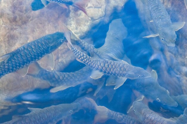 Fish swimming in sea