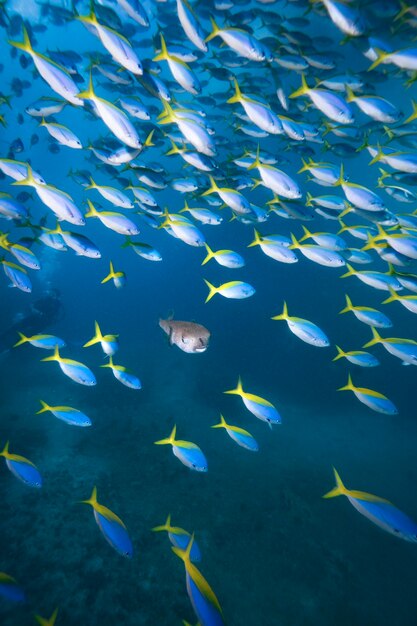 Photo fish swimming in sea