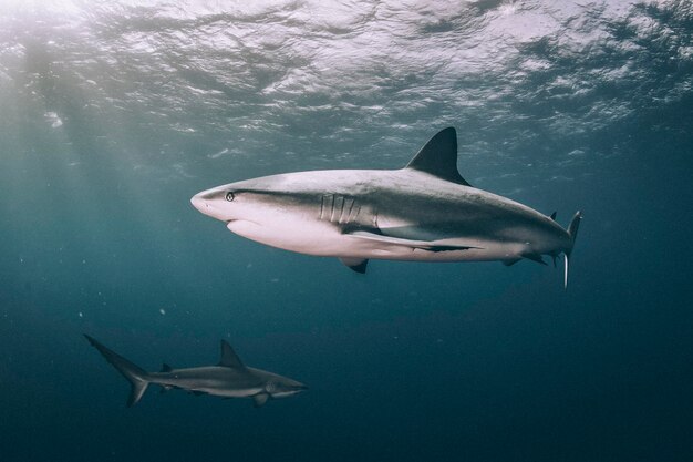 Fish swimming in sea