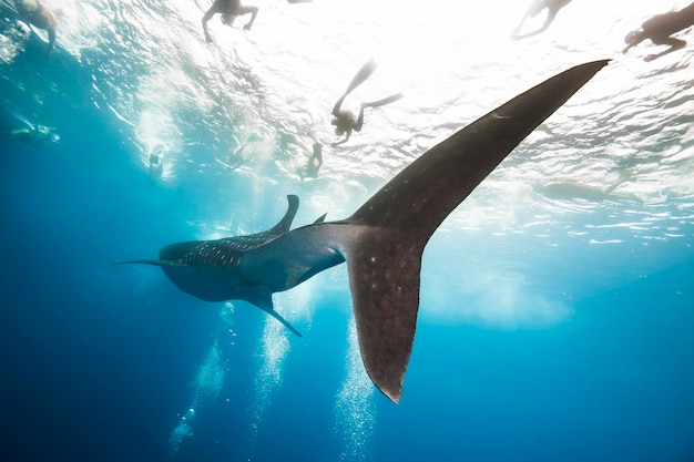 Fish swimming undersea