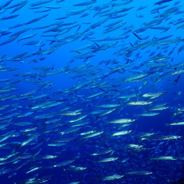 Fish swimming underwater