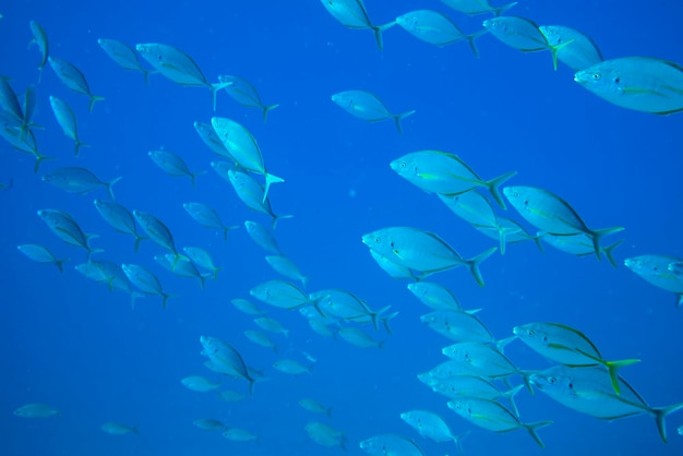 写真 水中を泳ぐ魚