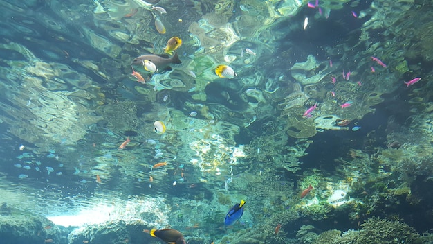 写真 水中を泳ぐ魚