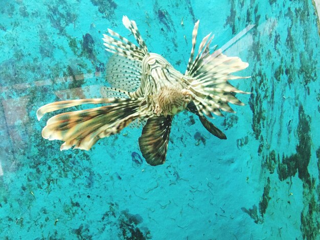 Фото Рыба, плавающая под водой.
