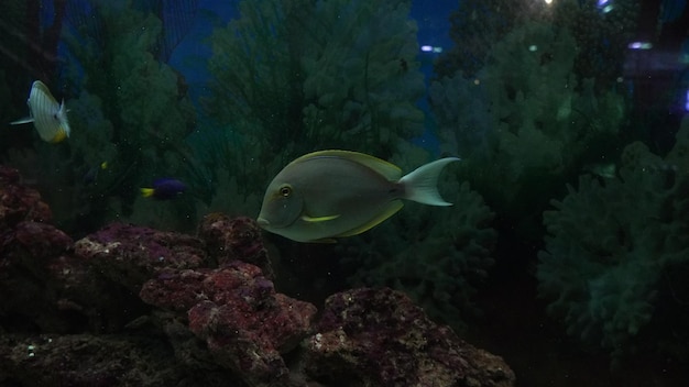 水中で泳ぐ魚の画像