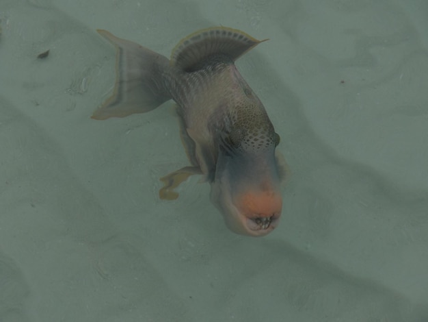 水の中で泳ぐ魚