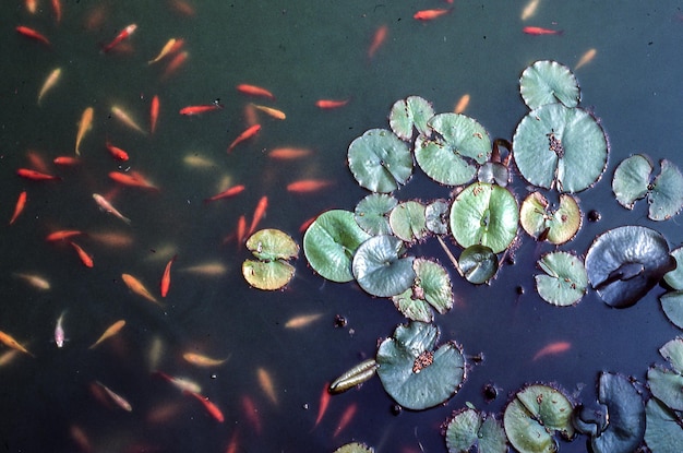 Fish swimming in water