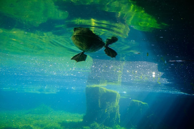 水の中で泳ぐ魚