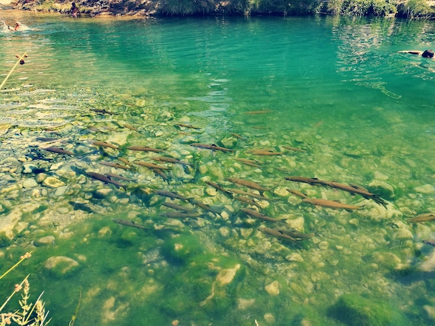 Foto pesci che nuotano in acqua