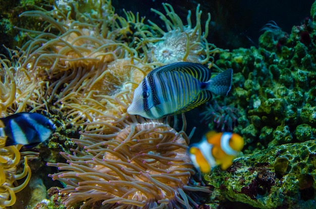 Foto un pesce nuota tra i coralli dell'acquario.