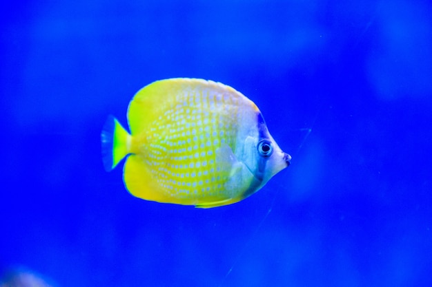 Photo fish swims in the aquarium of the zoo