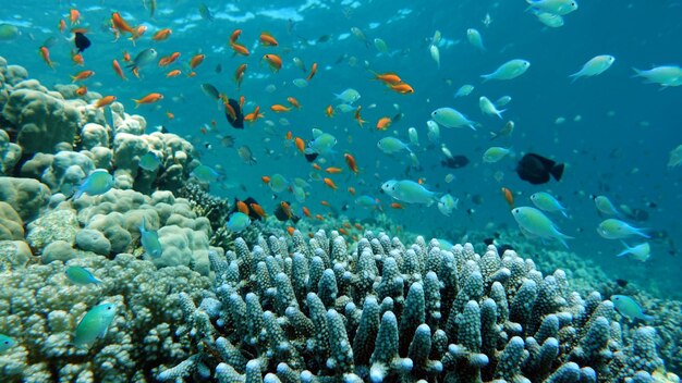 A fish swims over a coral reef.