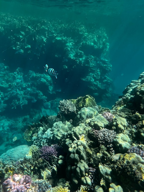 A fish swims among corals in the ocean.