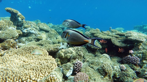 Photo a fish swims in the red sea