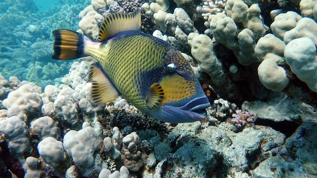 Photo a fish swims in the red sea.