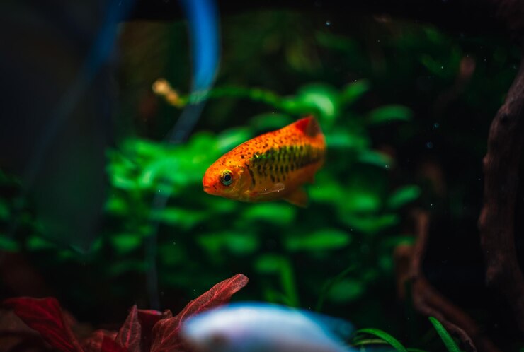 鮮やかなオレンジと黄色の魚に黒い斑点が入った水槽。