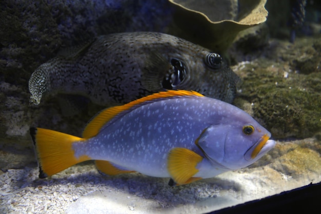 a fish in a tank with a yellow stripe on its head