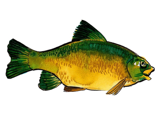 A fish that is green and yellow