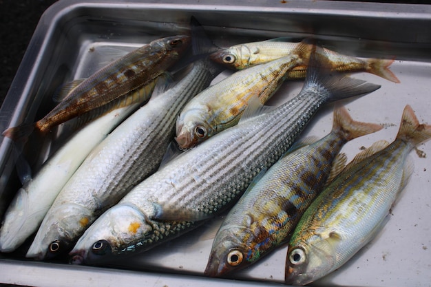 Fish in a tray that is on a table