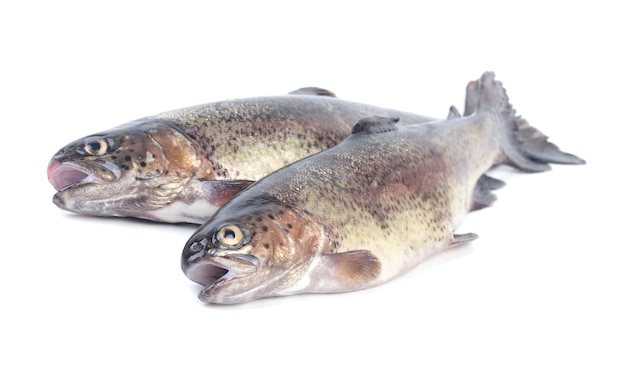 Fish trout isolated on white