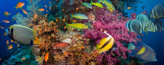 Photo fish underwater coral