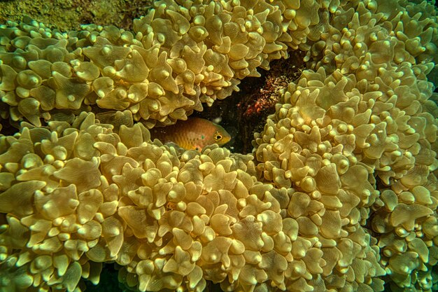 Fish Underwater Photo