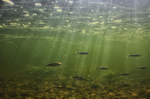 魚の水中浅瀬、抽象的な背景自然海の海の生態系