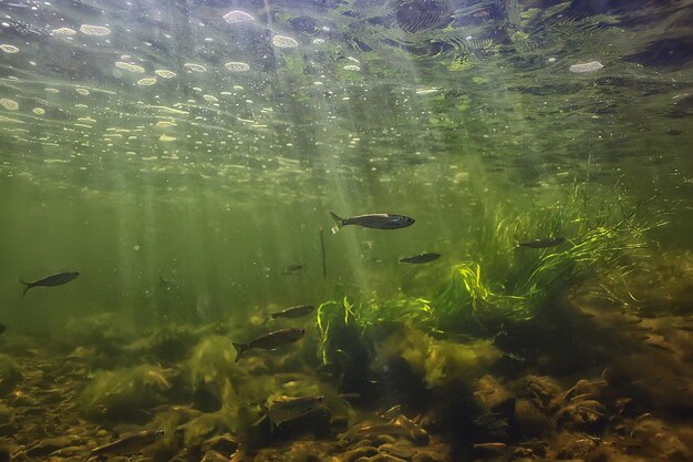 魚の水中浅瀬、抽象的な背景自然海の海の生態系