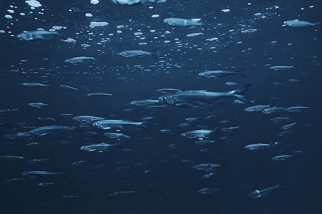 魚の水中浅瀬、抽象的な背景自然海の海の生態系