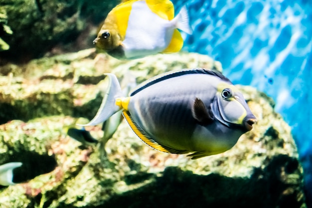 Fish in underwater